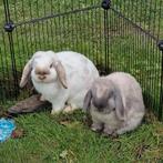 Hangoorkonijntjes, gekoppelde koppeltjes, Dieren en Toebehoren, Konijnen, Meerdere dieren, Klein, Hangoor, 0 tot 2 jaar