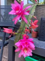 epiphyllum cactus jonkheer v bemmel gewortelde stekken, Minder dan 100 cm, Bloeiende kamerplant, Halfschaduw, Ophalen of Verzenden