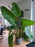 Hele grote Strelitzia Nicolai, inclusief pot, kamerplant, Ophalen, Volle zon, 200 cm of meer