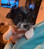 Yorkshire terriër biewer teefje pups, Overige rassen, 8 tot 15 weken, Meerdere, Meerdere dieren