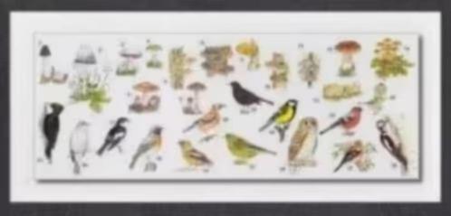 Vogels Paddenstoelen Uil Specht Vink Merel Elfenbankje., Verzamelen, Ansichtkaarten | Dieren, Ongelopen, 1980 tot heden, Vogel