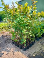 CORNUS STRUIKEN, Ophalen, Overige soorten, Struik, 100 tot 250 cm