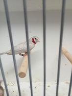 Opaal bandvinken, Meerdere dieren