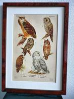 Litho Floericke Vogels Birds Roofvogel Uil Oehoe 1922, Antiek en Kunst, Kunst | Litho's en Zeefdrukken, Ophalen of Verzenden