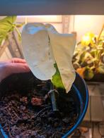 Syngonium Chaipense Variegata, Huis en Inrichting, Kamerplanten, Ophalen of Verzenden, Overige soorten, Minder dan 100 cm