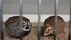 Montezuma kwartels, Dieren en Toebehoren, Meerdere dieren, Geringd