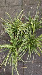 Carex morrowii variegata, Ophalen, Siergrassen, Halfschaduw