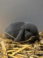 Nederlandse hangoor dwerg / dwerg konijn, Dieren en Toebehoren, Mannelijk, Dwerg, Hangoor