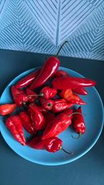 GRATIS pepertjes, Diversen, Levensmiddelen, Ophalen