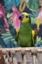 Jonge Baby Blauw voorhoofd Amazones | Handtam | Nieuwsgierig