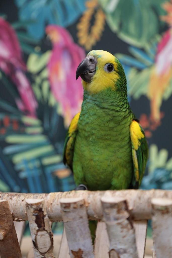 Jonge Baby Blauw voorhoofd Amazones | Handtam | Nieuwsgierig, Dieren en Toebehoren, Vogels | Parkieten en Papegaaien, Papegaai