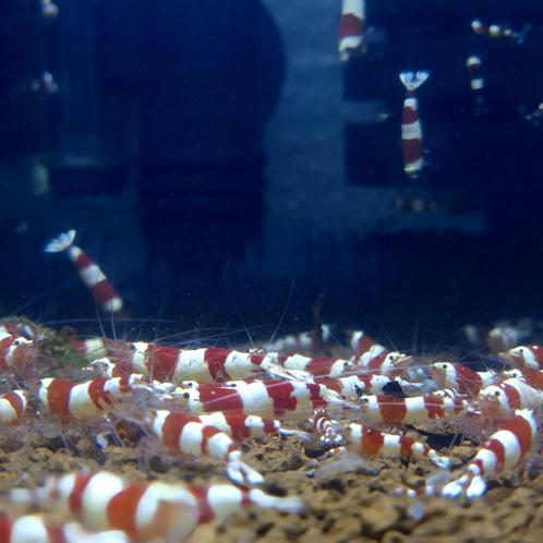 PRL garnalen, Dieren en Toebehoren, Vissen | Aquariumvissen, Kreeft, Krab of Garnaal