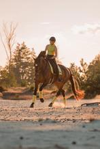 Prachtige aansprekende kwpn allround/dressuur merrie, Dieren en Toebehoren, Paarden, Merrie, Z, Gechipt, Dressuurpaard