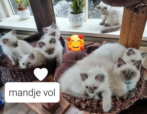 Ragdoll kitten stamboom / kampioen lijn., Dieren en Toebehoren, Katten en Kittens | Raskatten | Langhaar, Meerdere dieren, 0 tot 2 jaar