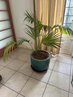 Kamerplant palmachtig met XL pot turqoise, Ophalen, Palm, In pot, 100 tot 150 cm