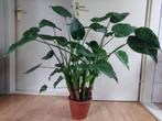 Alocasia Cucullata (op stam) - Olifantsoor H: 95 cm., Huis en Inrichting, Kamerplanten, Ophalen, Overige soorten, Halfschaduw