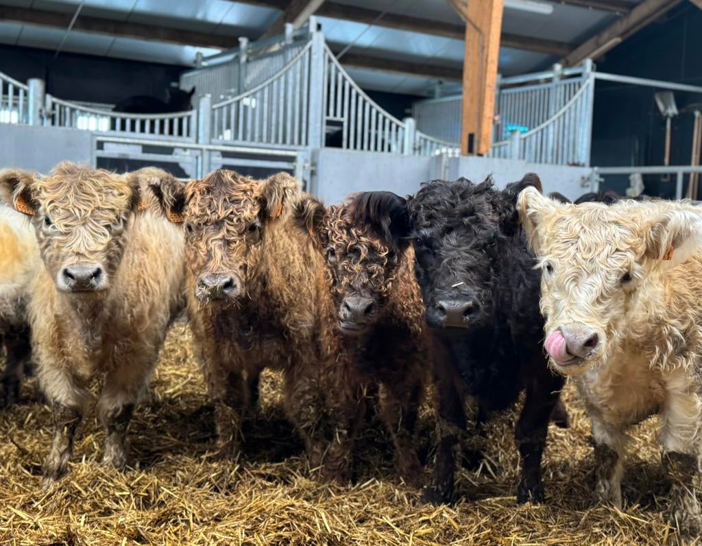 Mini koeien, Dieren en Toebehoren, Runderen, Meerdere dieren