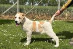 Central asian shepherd alabai teefje, 15 weken tot 1 jaar, Teef, Eén hond, Nederland