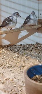 Koppel diamantduifjes 2025, Dieren en Toebehoren, Meerdere dieren, Tropenvogel