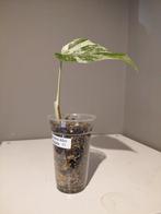 Monstera Albo Variegata   jonge plant   nr 11, Huis en Inrichting, Kamerplanten, Ophalen of Verzenden, Halfschaduw, Minder dan 100 cm