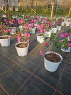 Azalea Petty Coat te koop!, Volle zon, Vaste plant, Lente, Ophalen