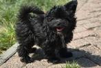 Prachtige POMAPOO pup, Dieren en Toebehoren, Honden | Chihuahua's en Gezelschapshonden, Poedel, Reu, CDV (hondenziekte), 8 tot 15 weken