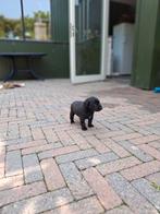 Bijna 5 weken oude pups.Kruising labrador boeren foks ., Dieren en Toebehoren, Honden | Niet-rashonden, Rabiës (hondsdolheid)