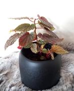 Begonia Angel wing pink spot, Huis en Inrichting, Ophalen, Overige soorten, Halfschaduw, Minder dan 100 cm