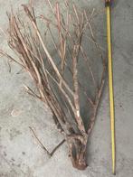 talawa hout €99,95, Ophalen of Verzenden, Nieuw, Plant(en), Steen of Hout