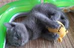 Mooie kittens grijsblauw, zwart, blauwe rusX britse korthaar, Meerdere dieren, Ontwormd, 0 tot 2 jaar