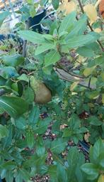 Conference perenboom, Ophalen, Perenboom, Halfschaduw, 100 tot 250 cm