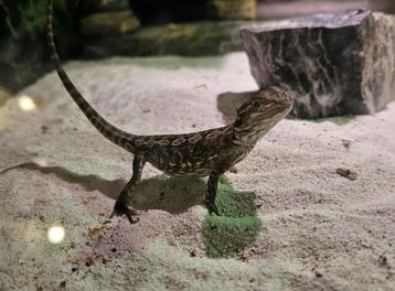 Jonge baardagamen beschikbaar voor biedingen