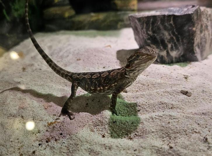 Jonge baardagamen, Dieren en Toebehoren, Reptielen en Amfibieën, Hagedis