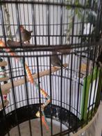 2 zeebravinken  plus kooi, Dieren en Toebehoren, Vogels | Overige Vogels, Meerdere dieren, Wildzangvogel, Geringd