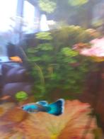 Guppen (Guppy) Blue Moscow, Dieren en Toebehoren, Zoetwatervis, Vis