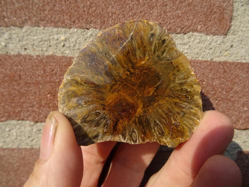 Araucaria mirabilis, fossilized pine cone, Verzamelen, Mineralen en Fossielen, Fossiel, Ophalen of Verzenden
