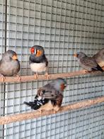 Koppels zebravinken charcoal, Dieren en Toebehoren, Vogels | Overige Vogels, Meerdere dieren, Tropenvogel