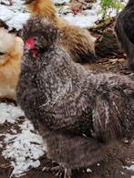 Zijdehoenders USA, Dieren en Toebehoren, Pluimvee, Vrouwelijk, Kip