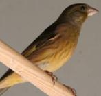 HYBRIDE ROODMUS X GROENLING ZANGER, Mannelijk, Wildzangvogel, Geringd
