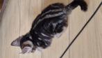 Mooi getekende kitten, Dieren en Toebehoren, Kater, Ontwormd