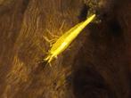 Yellow Banana garnalen met backstripe, Dieren en Toebehoren, Vissen | Aquariumvissen, Kreeft, Krab of Garnaal