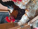 Te koop serama, Dieren en Toebehoren, Pluimvee, Mannelijk, Kip