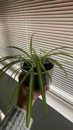 Zebragras in glazen pot, Tuin en Terras, Ophalen, Vaste plant, Siergrassen, Bloeit niet