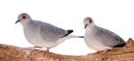 Diamand duifjes, Dieren en Toebehoren, Vogels | Duiven, Meerdere dieren, Overige soorten