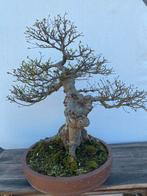 Bonsai Ulmus, fraaie en verfijnde oude boom, Tuin en Terras, Planten | Bomen, Minder dan 100 cm, Overige soorten, Ophalen of Verzenden