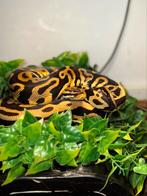 Twee konings pythons, Dieren en Toebehoren, Reptielen en Amfibieën, Slang