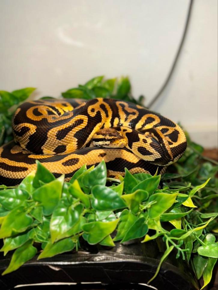 Twee konings pythons