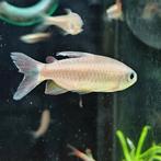 Phenacogrammus sp. orange makoua, Vis