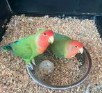 1 dwergpapegaai met hok, Dieren en Toebehoren, Vogels | Parkieten en Papegaaien, Meerdere dieren, Dwergpapegaai of Agapornis, Geringd