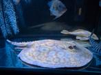 Potamotrygon Albino kweekman (blue mantilla x pearl), Dieren en Toebehoren, Vis